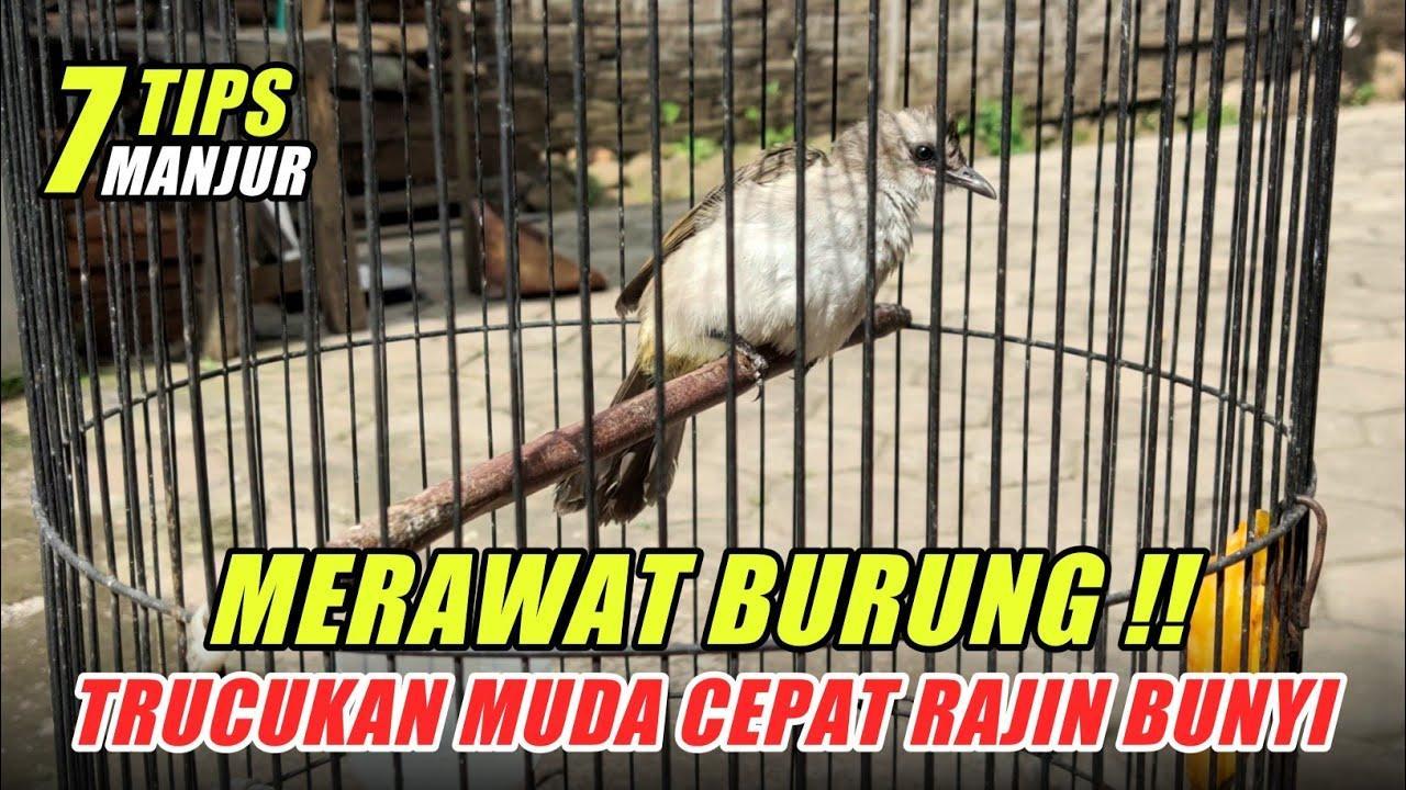 Gacor Alternatif: Tips Jitu Agar Burung Cepat Berbunyi